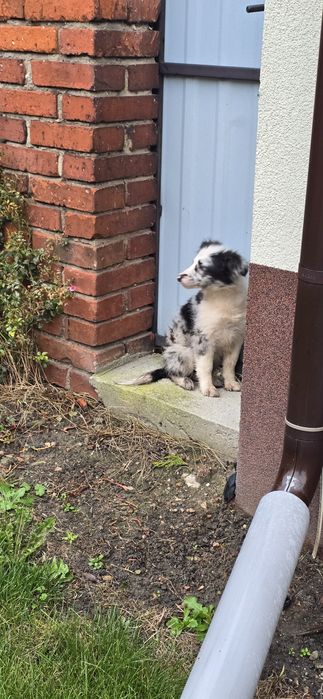 Border Collie dziewczynka