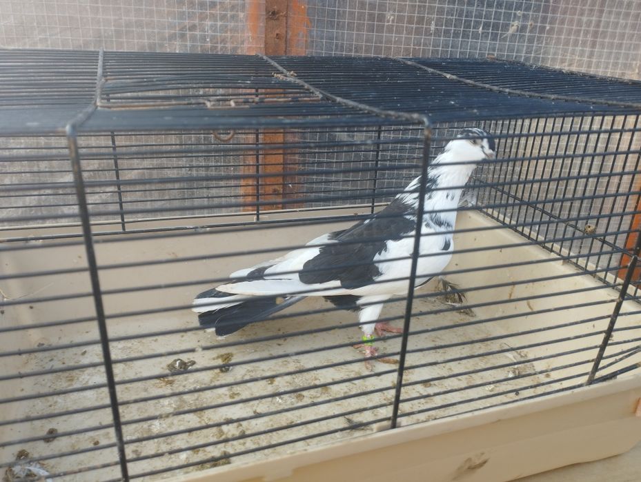 Gołębie zamojskie i roztoczańskie