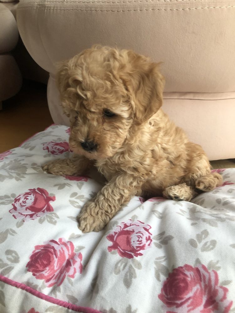 Maltipoo suczka Elsa F1B do odbioru po pudel toy