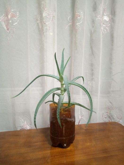 Алоє лікувальний.