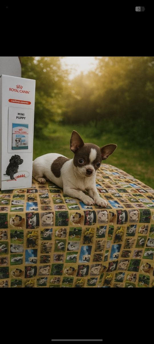 Chihuahua menino lindo