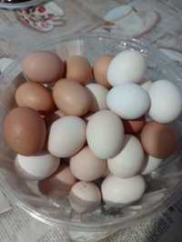 Домашні курячі та  перепелині яйця