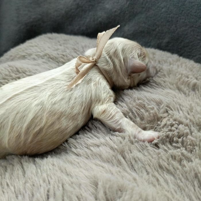 Prześliczny piesek maltipoo