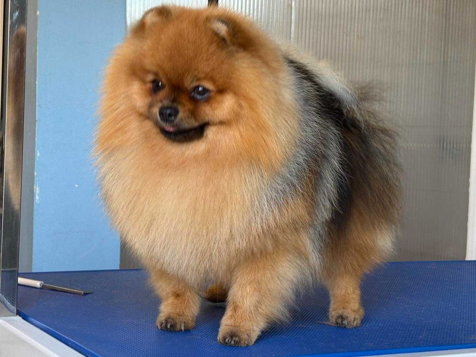 Szpic miniaturowy Pomeranian suczka odbiór grudzień ZKwP/FCI