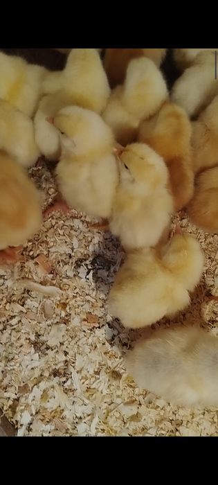 Курчата м'ясо яєчних порід добові