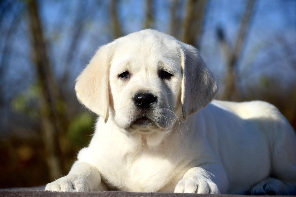 Красивые щенки от интересной пары! Лабрадор ретривер