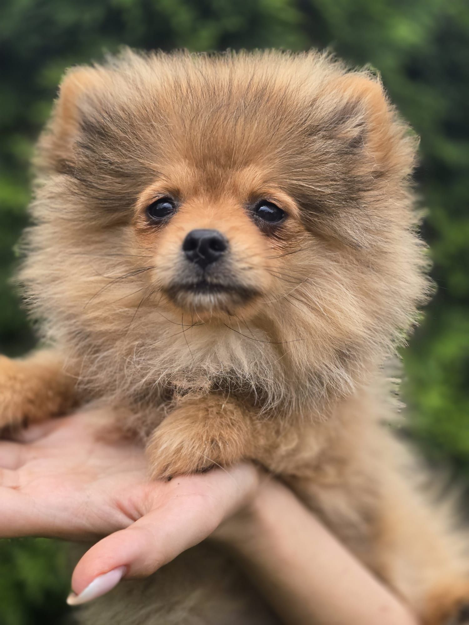 Szpic miniaturowy POMERANIAN suczka metryka chip Do odbioru