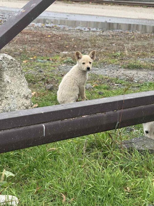 Віддам безкоштовно