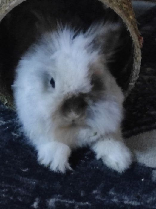 Zwierzeta królik miniaturka