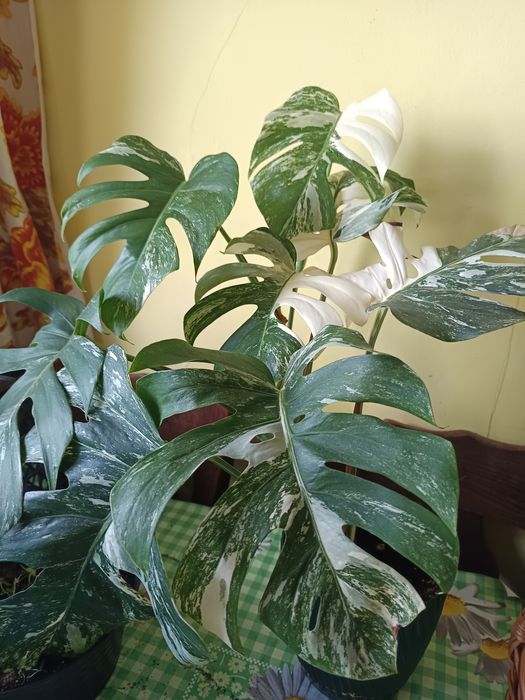 Monstera Variegata