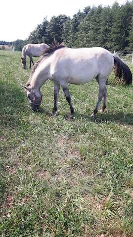 klacz konik polski z licencją i próbą dopłatowa