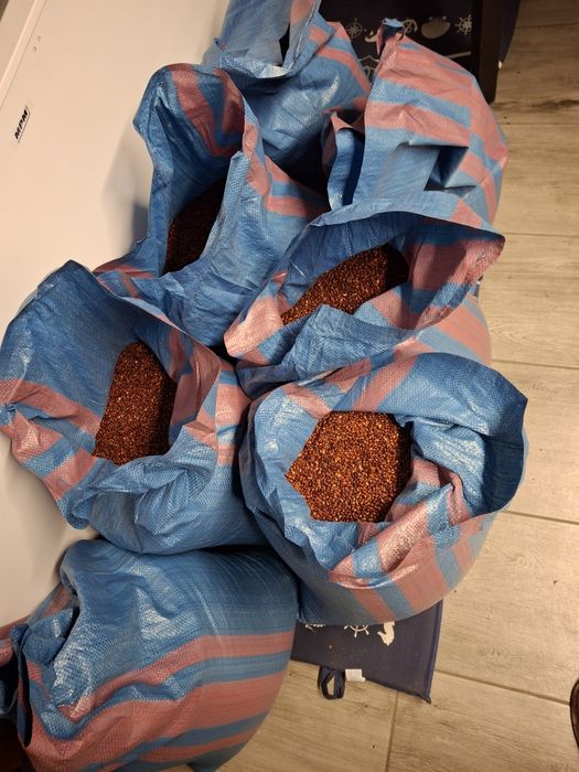 Pestki pigwowca japońskiego pestkówka