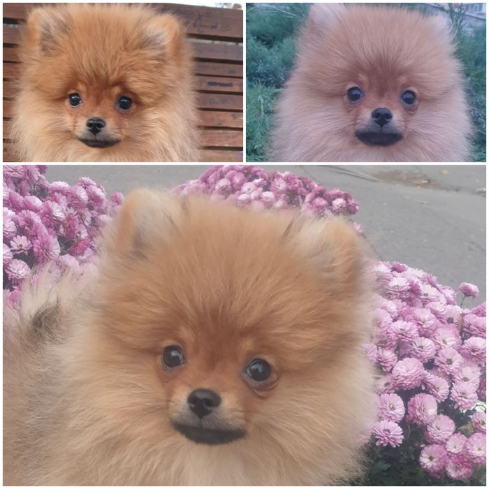 Маля шпіця хлопчик