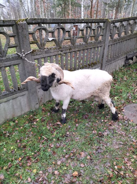 Sprzedam barana Walliserskiego