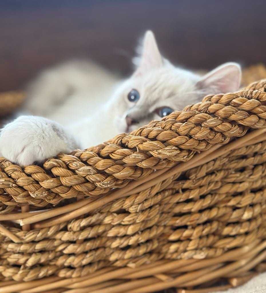 Kocurek Ragdoll pręgowany Blue mitted