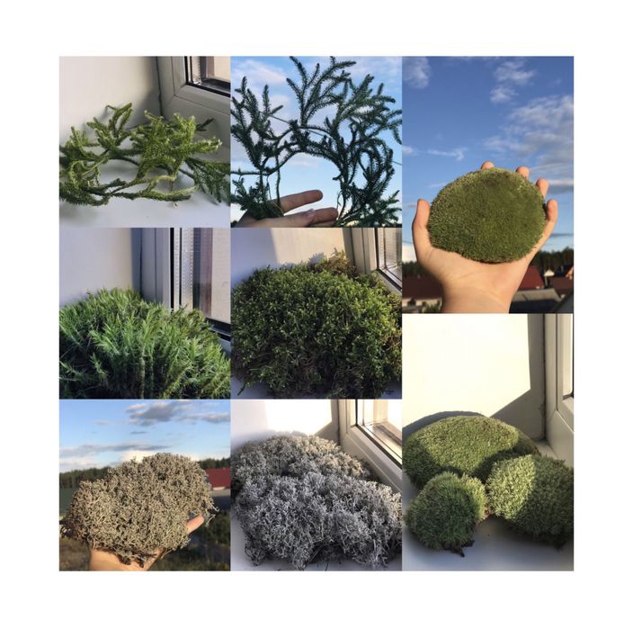 Живий та сухий мох для тваринок та декору.