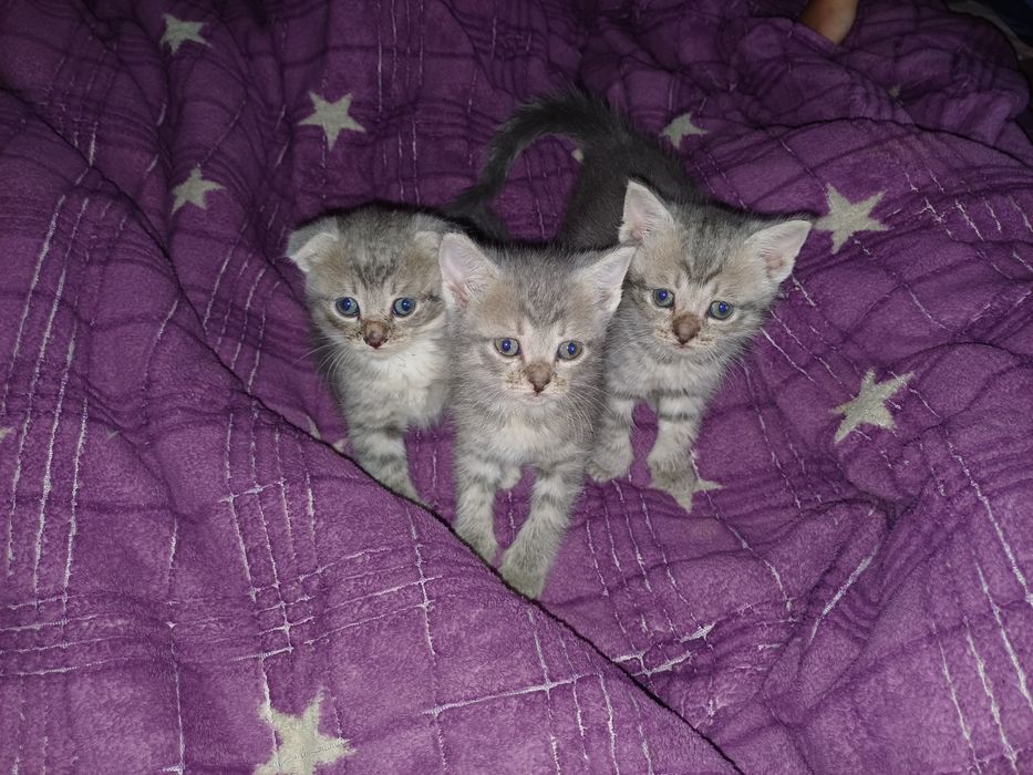 Кошенята безкоштовно