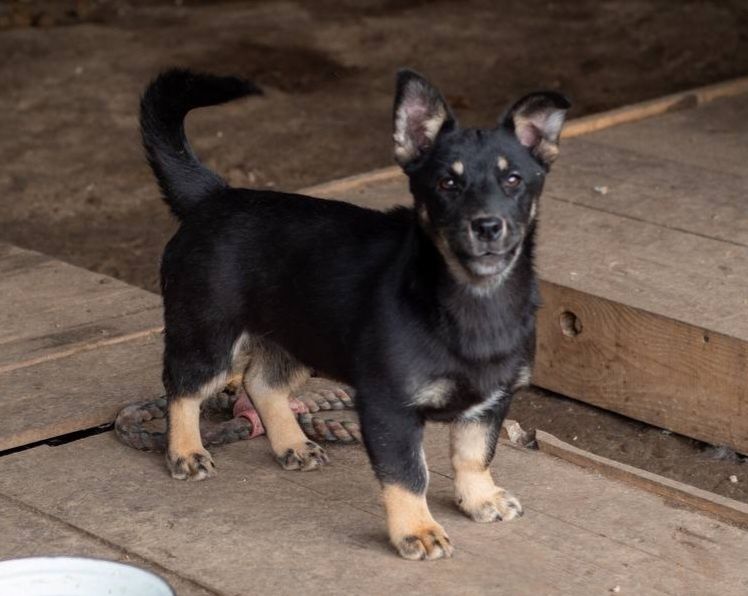 Отдам даром в добрые руки собачек метисы маленькой породы