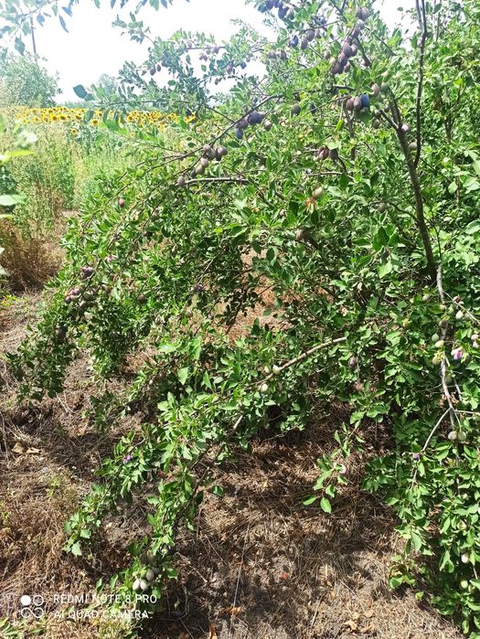 Слива угорка, саженцы .