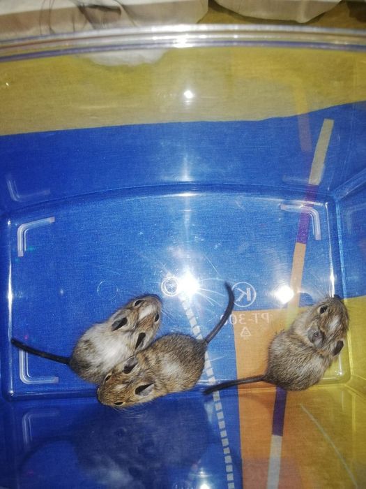 Грызуны травоядные