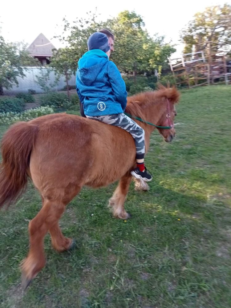Kuc kucyk klaczka