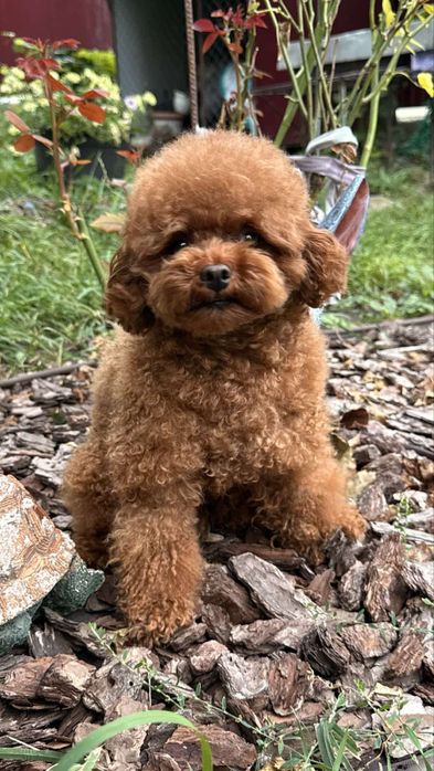 Вязка той пудель