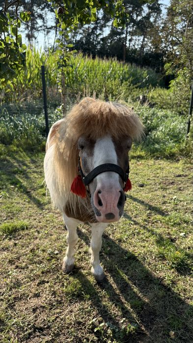 Sprzedam Ogierka kucyka