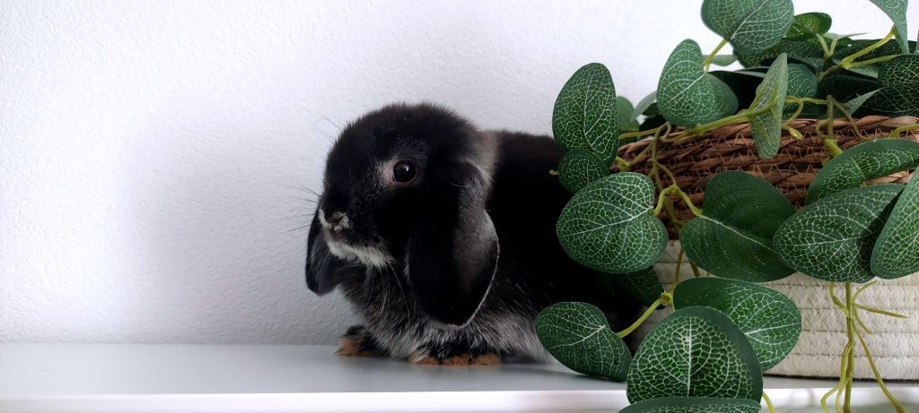 Mini Lop królik gotowe do odbioru