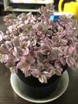 Callisia Pink, trzykrotka.