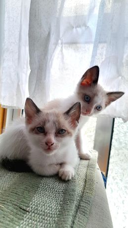 Gatinhos para adopção