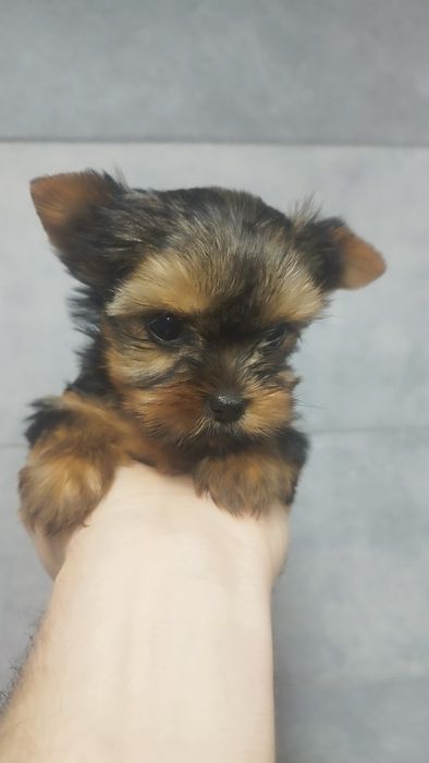 Yorkshire terrier miniaturka
