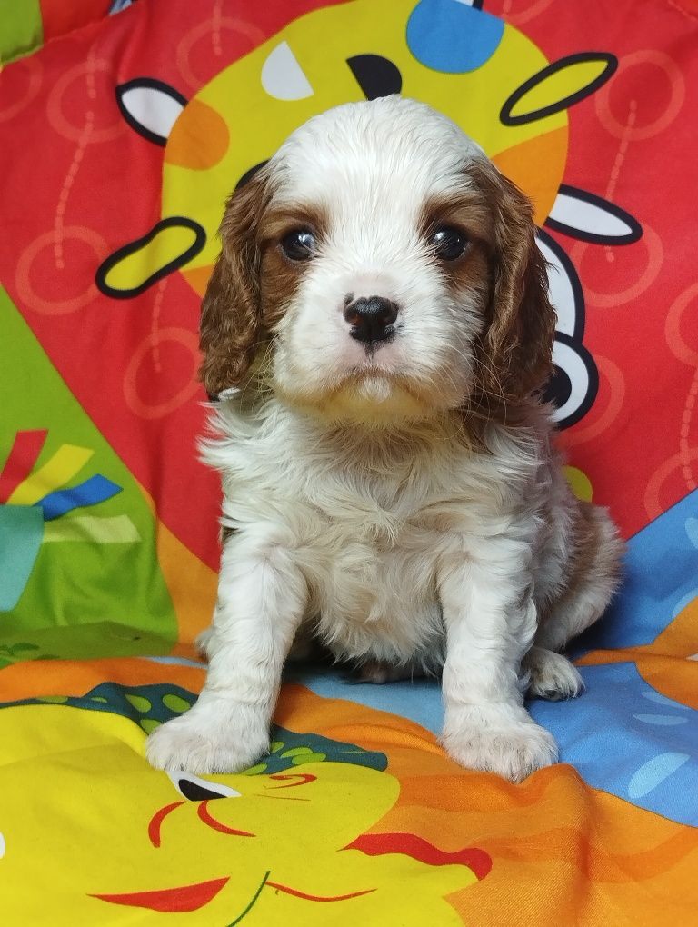 Cavalier King Charles spaniel - piesek z rodowodem