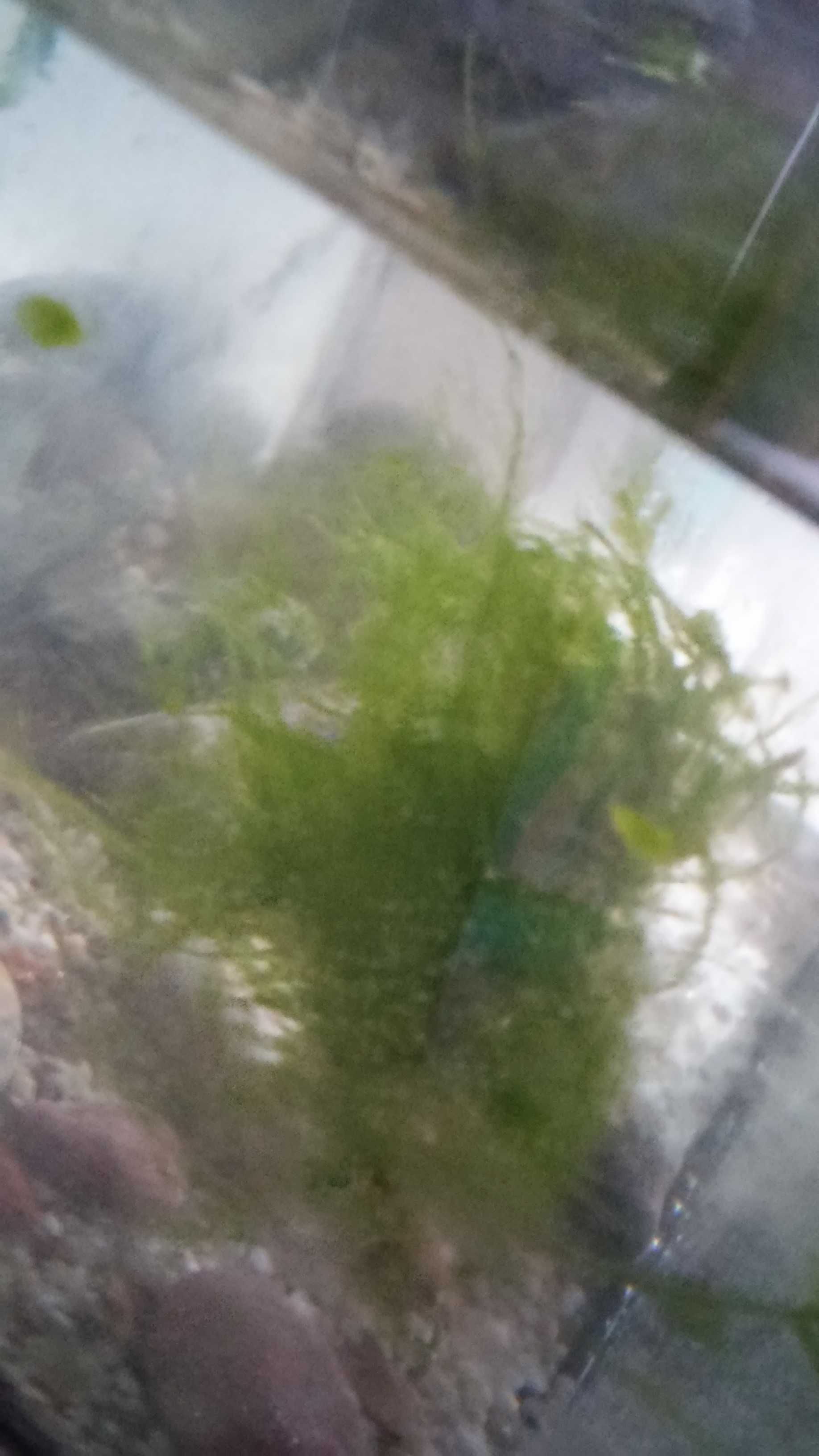 Rośliny akwariowe Mech zielony stringy moss