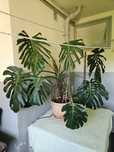 Monstera roślina doniczkowa