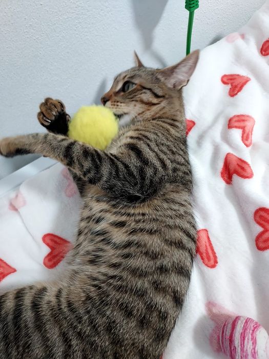 Gatinha meiga para adoção