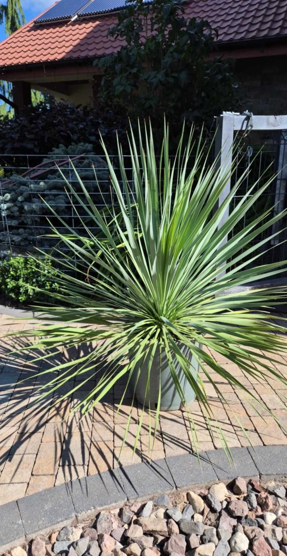 Yucca rostrata super okazy