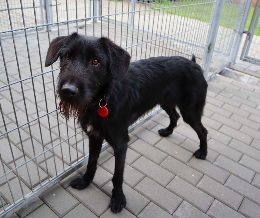 Apollo czeka na dom...