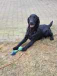 Szczeniaki Flat Coated Retriever