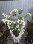 Oleander wysokie 160
