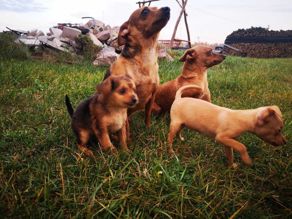 Пражські крисарикі цуценята