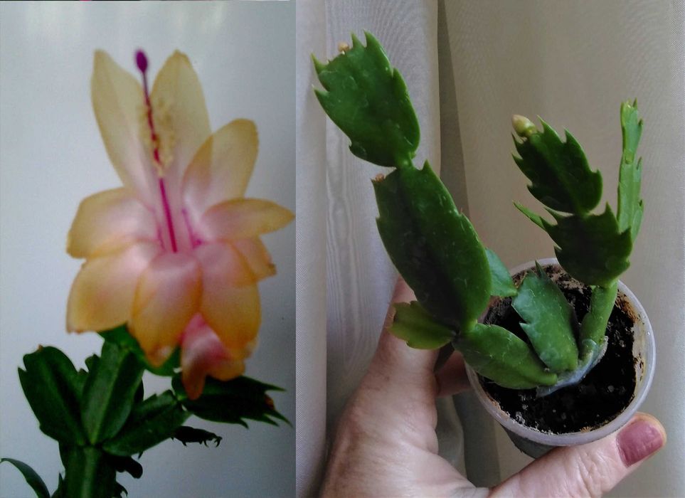 шлюмбергера оранжевая розовая желтая рождественник декабрист