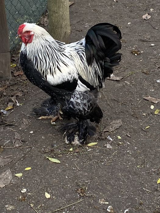 Кури породи темна брама