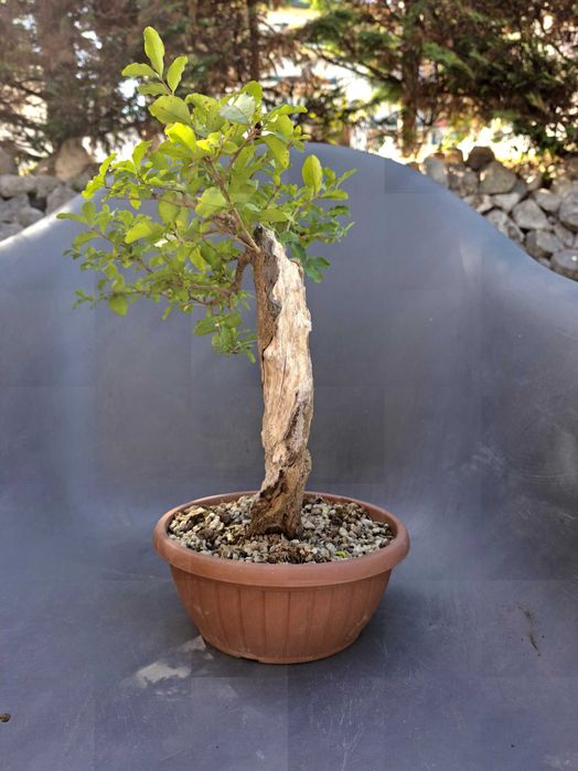 Pré-Bonsai Ligustrum