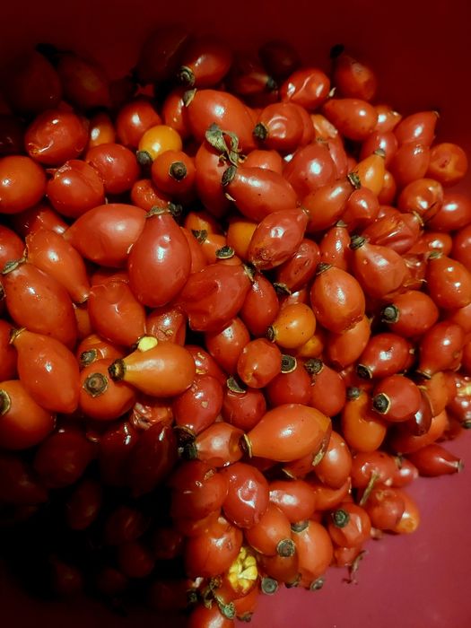 Dzika róża owoce świeże 7 kg zbiór Sudety
