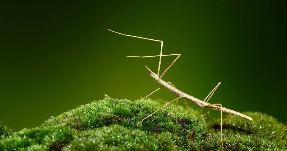 Sprzedam młode patyczaki rogate