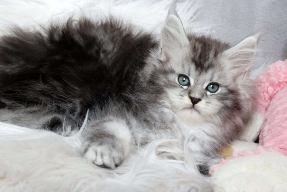 Przesłodki kocurek Maine coon