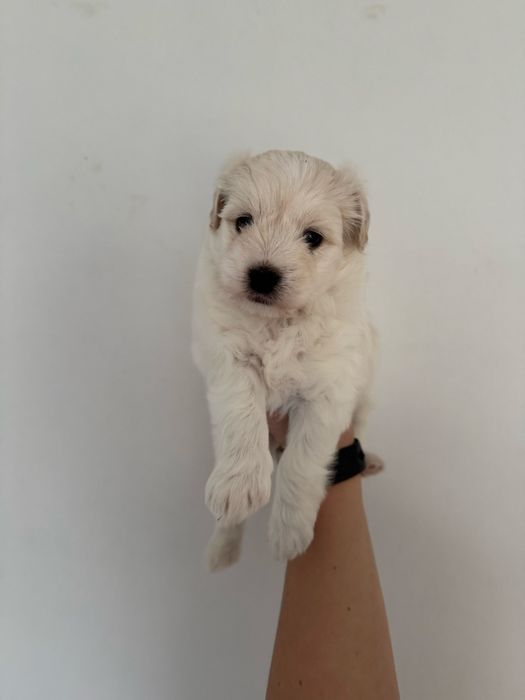 Maltipoo szuka domu, 2 pieski 1 suczka