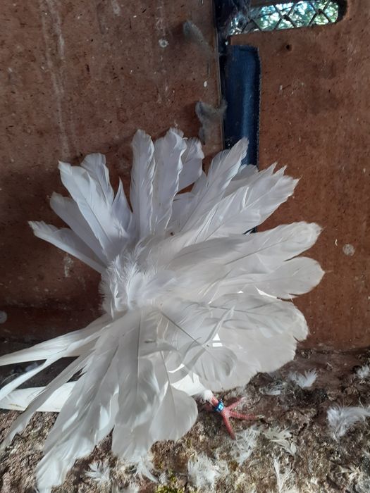 Gołebie pawiki ozdobne