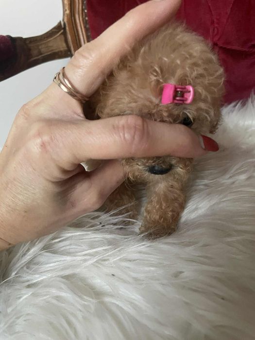 Wyjątkowa suczka Tori  pudel toy aprikot krótka kufa