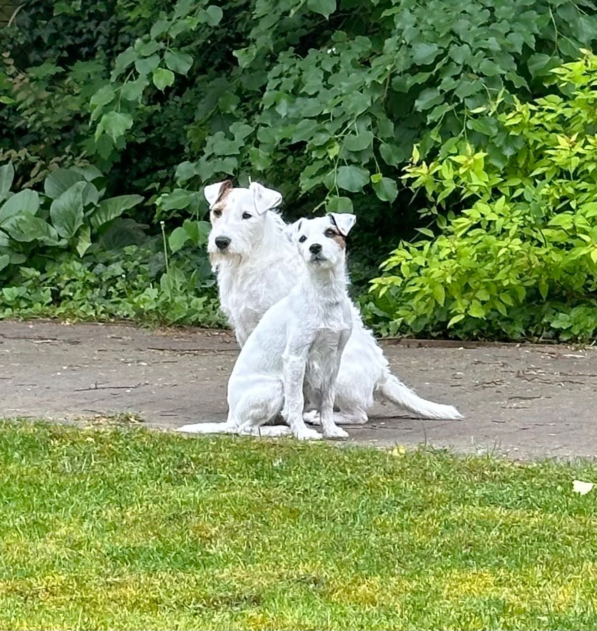 Parson Russell Terrier - Sunia